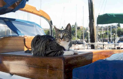 Xena relaxing on deck