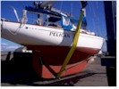 Pelican in the slings during survey at Port Townsend