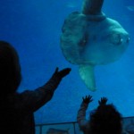 Monterey Bay Aquarium