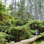 Kawau Forest