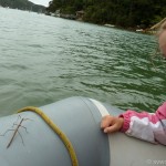 Dinghy hitchhiker – giant stick bug