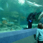 National Aquarium of NZ